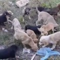 Veliki broj pasa lutalica u Sjenici: Građani pitaju ko će rešiti problem