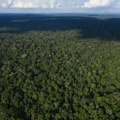 Reanimacija "pluća"planete: Brazil pokreće projekat od 204 miliona dolara za obnovu amazonske šume