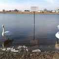 Ne hranite labudove hlebom: Na Gradskom jezeru u Vršcu postavljena tabla upozorenja (foto)