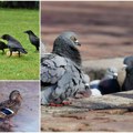 Držite se podalje od golubova, vrana i pataka Urbane ptice širom sveta prepune bakterija otpornih na antibiotike šokantno…