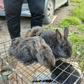 Blagoje iz okoline Bujanovca proda i preko 400 zečeva orijaša: Meso im nemasno, pa se sve više vraćaju na trpezu