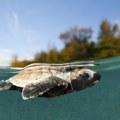 Egipat potpisao ugovor od više milijardi dolara za razvoj turizma na Crvenom moru
