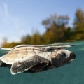 Egipat potpisao ugovor od više milijardi dolara za razvoj turizma na Crvenom moru