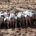 Afrička svinjska kuga potvrđena i u Republici Srpskoj