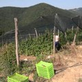 Na šta će trošiti župski poljoprivrednici subvencije opštine