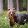 Policija našla čoveka koji je ubio popularnu medvedicu u Italiji: „Pucao sam iz straha, ali nisam želeo da ubijem, našao…