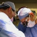 Амерички хирурзи пресадили бубрег свиње живом пацијенту