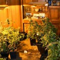 U okolini Čačka otkrivena laboratorija za uzgoj marihuane