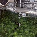 Otkrivena laboratorija marihuane u Kragujevcu! Zaplenjeno 14 kilograma indijske konoplje i kompletna oprema za proizvodnju…