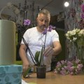 Specijalista za orhideje: Nikola cveće vraća u život, evo zašto je njegova cvećara neobična