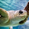 Spašena divlja glavata kornjača oporavila se u Francuskoj i vraćena je u Mediteran