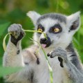 Ginisov rekorder: Lemur Stampi proslavio 39. rođendan