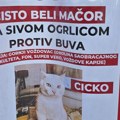 Nestao Cicko, vlasnici nude pozamašnu sumu onome ko ga nađe: Bandere na Voždovcu oblepljene slikama bele mačke