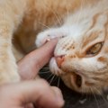 Čoveka ugrizla mačka, usledio je potpuni pakao: U devet dana imao šest operacija!