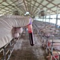 I u Šapcu vanredna situacija zbog afričke kuge svinja