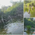Otpad završio u Tamišu, nadležni ignorisali problem: Ugrožen tok, stotine vrsta biljaka i životinja FOTO