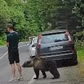 Turista za dlaku izbegao napad medveda jer je gledao u telefon