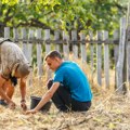 Srpske šljive preplavile Hrvatsku, tamošnji voćari se ljute: Cena za nedelju dana pala na 50 centi