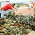 FOTO: Nišlija na krovu kuće gaji više od hiljadu vrsta kaktusa