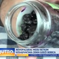 Novopazarac među retkim uzgajivačima godži bobica VIDEO