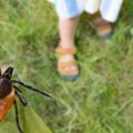Hiljade krpelja preplavilo kuću i dvorište u Vinkovcima: Gazdarica plače, veterinari u šoku