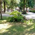 Nevreme u Vranju: Olujni vetar lomio grane