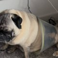 Kada ti nije dan, a drugar te dotuče: Pustio "vetar" pravo u njušku, da se zna ko je glavni u kući
