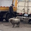 Ostavila je psa sa tatom na 5 dana: Zatekla ga je u takvom stanju da ne znamo da li da se smejemo ili plačemo