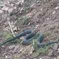Žena ušla u špajz da uzme šerpu, u njoj zatekla zmiju: Dejanu iz Čačka telefon se usijao od poziva