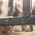 Bolest afričke kuge svinja potvrđena u 1.218 gazdinstava u Srbiji