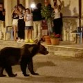 Životinje: Šok u Italiji, ubijena popularna medvedica Amarena