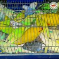 (FOTO) Makedonski carinici zaplenili 47 papagaja od državljanina Srbije
