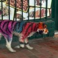 "Ljudi, ne znam čemu ovakvi komentari" Fotografije psa ofarbanog da liči na tigra zgrozile javnost, a sada se oglasio i…