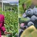 Dvospratni Erbas zamenila traktorom, a svu ušteđevinu uložila u biznis: Stjuardesa Ivana za kilogram uzme 1.000 dinara