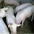 Proglašena zaraza afričke kuge svinja u Bogojevu i okolini Sombora Ugrožena i sela apatinskog i odžačkog područja