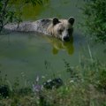Japanska prefektura Akita pozvala vojsku da interveniše zbog učestalih napada medveda