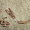 Pronađen skelet jednog od najmanjih dinosaurusa na svetu