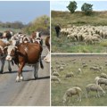 Pokrenuta akcija da se sa pašnjaka oteraju uzurpatori Radijski spot i aprikalcije u borbi da se pašnjaci sačuvaju za ispašu