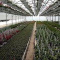 Proizvodnja cveća u Makrešanima kod Kruševca