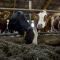 EU traži spas za skupu hranu u stajnjaku: Farmeri besni zbog plana Brisela