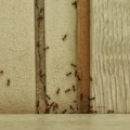 Kako da sprečite mrave da vam ulaze u kuću: Savet stručnjaka za svakodnevnu rutinu