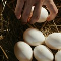Slobodni uzgoj živine nosi veći ekološki otisak zbog manje efikasnosti