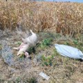 UŽAS PORED PUTA: Bačen leš svinje u Agroindustrijskoj zoni u Šapcu