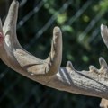 Inspekcija tvrdi da je jelen u borskom Zoološkom vrtu potpuno zdrav