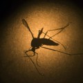 Rast broja obolelih od denga groznice u Evropi