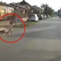 "Jeza mi je kroz telo prošla" Šok snimak sa ulice u Novom Sadu, vozač izbezumljen: Umalo da uništim sebi život (video)