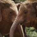 Predsednik Bocvane: Mnogi Evropljani više vrednuju živote slonova nego ljudi