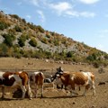 Pripadnici Vojske Srbije pomažu u opštinama koje se suočavaju s nestašicom vode, pomoć i za stoku na Suvoj planini