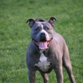 Svi su mislili da je pitbul usmrtio bebu (1)! Nalaz lekara doveo do obrta: Majka je znala...
