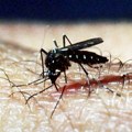 Do 3. avgusta registrovano šest slučajeva oboljevanja od groznice Zapadnog Nila